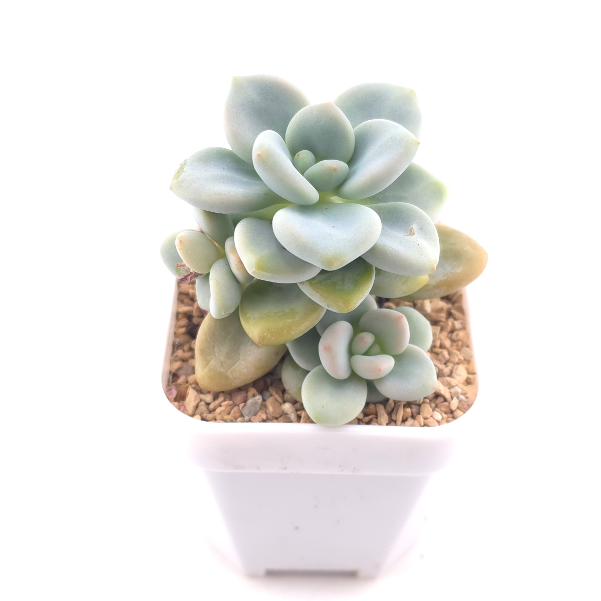 Graptosedum ‘Miul / Luo Goddess’ | 洛神 thumbnail 2