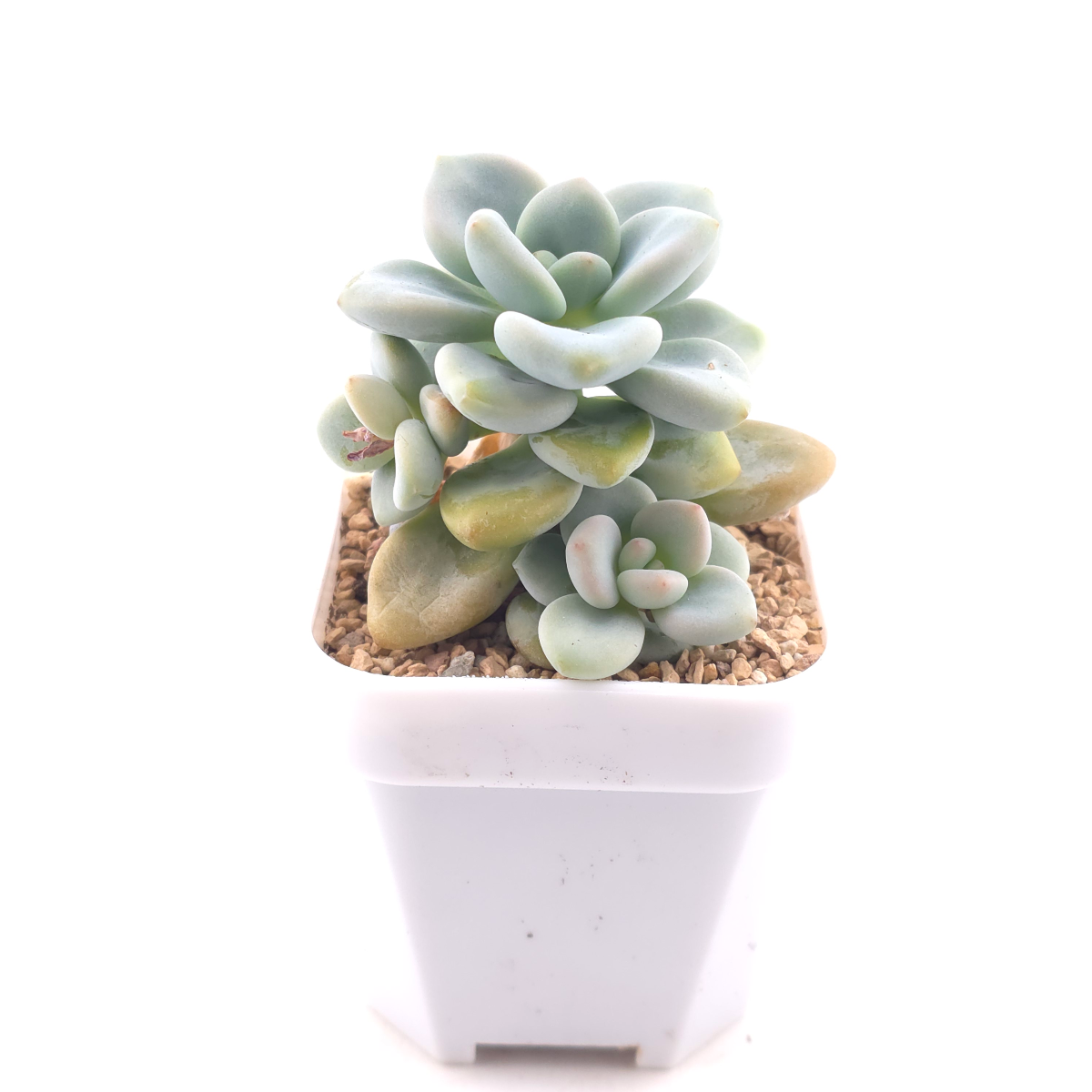 Graptosedum ‘Miul / Luo Goddess’ | 洛神 thumbnail 3