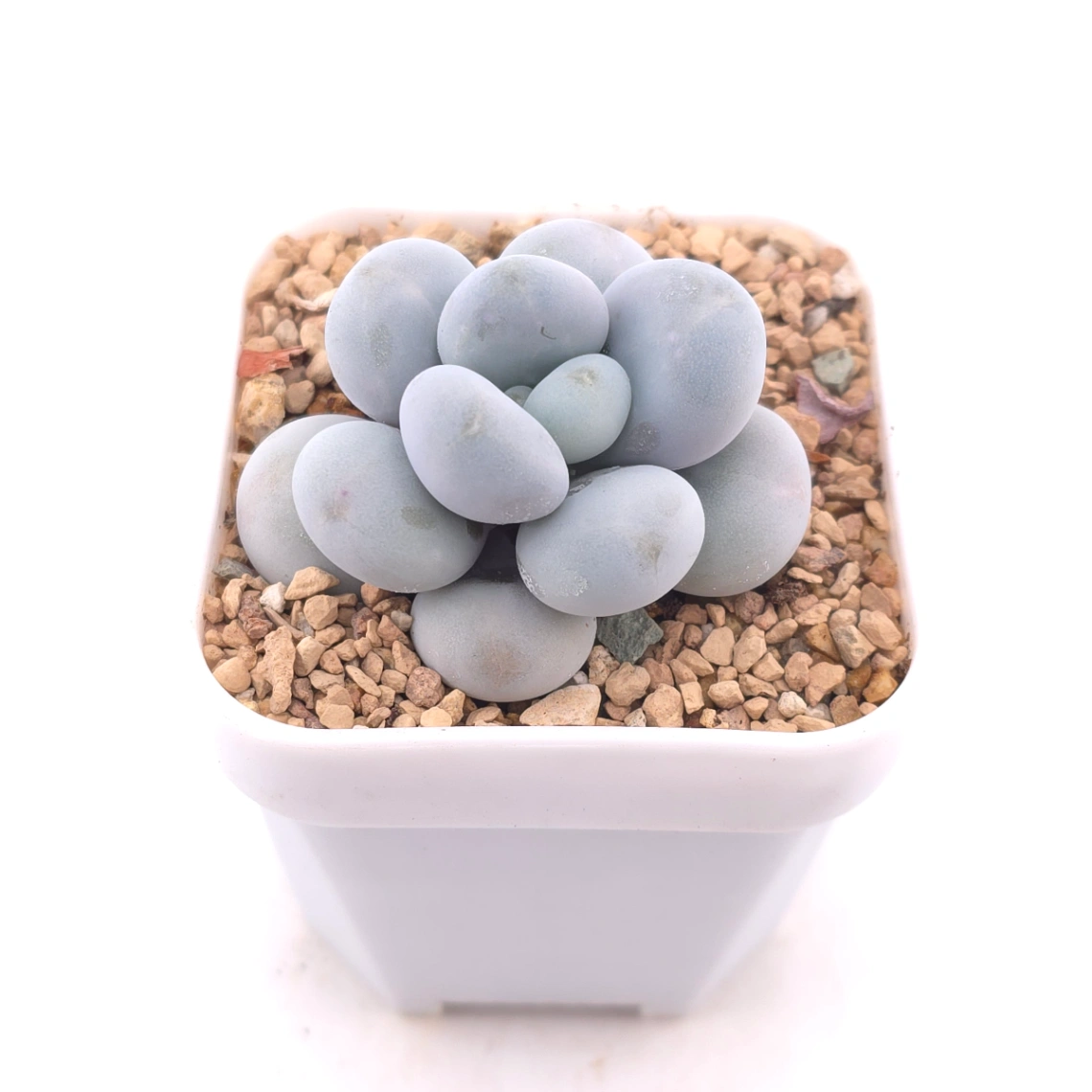 Pachyphytum ‘Cheese’ | 奶酪 thumbnail 2