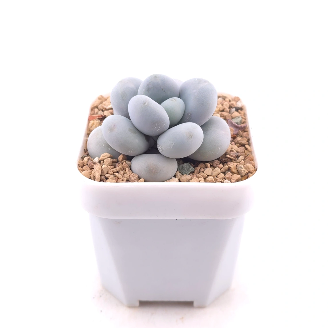 Pachyphytum ‘Cheese’ | 奶酪 thumbnail 3