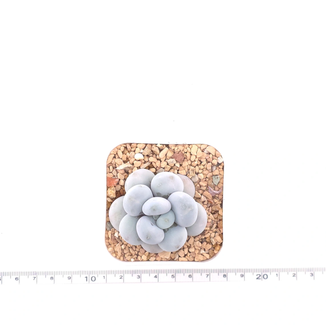 Pachyphytum ‘Cheese’ | 奶酪 thumbnail 4