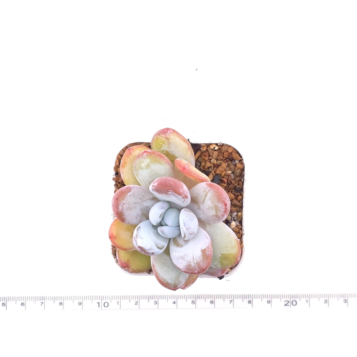 Pachyphytum ‘Cuicatecanum’ | 雪美人 thumbnail 4