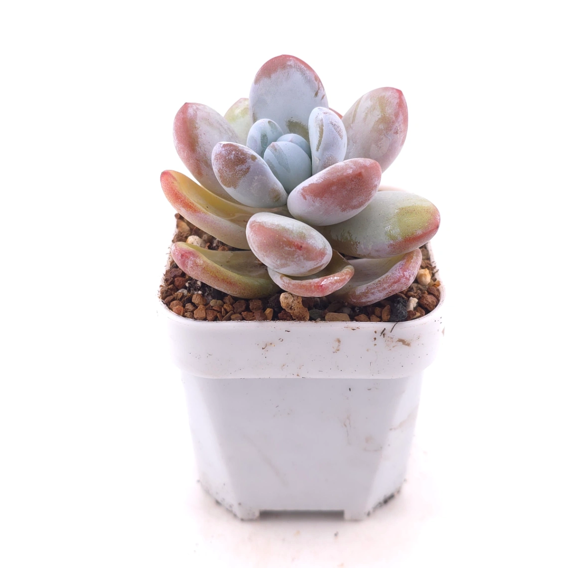 Pachyphytum ‘Cuicatecanum’ | 雪美人 thumbnail 3