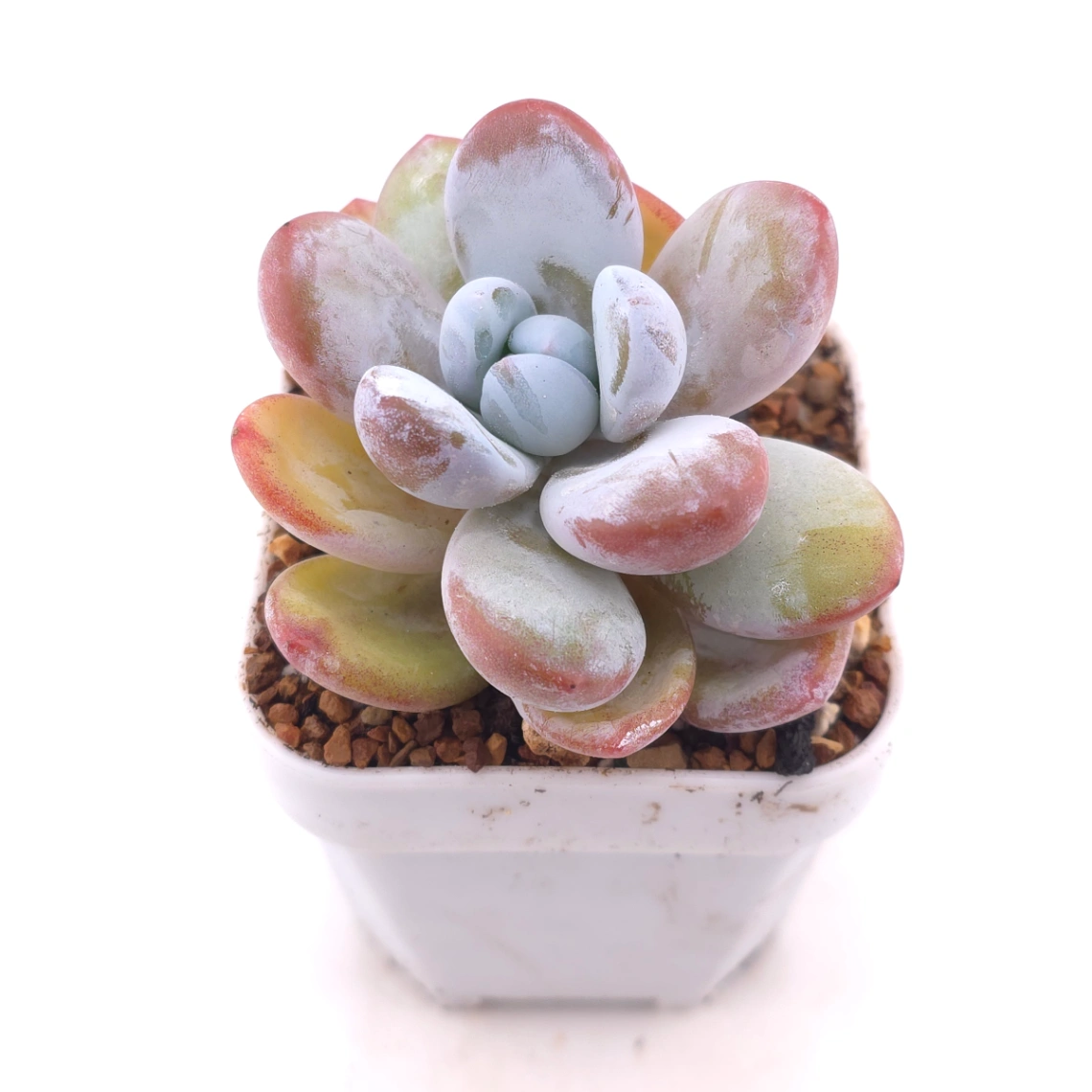 Pachyphytum ‘Cuicatecanum’ | 雪美人 thumbnail 2