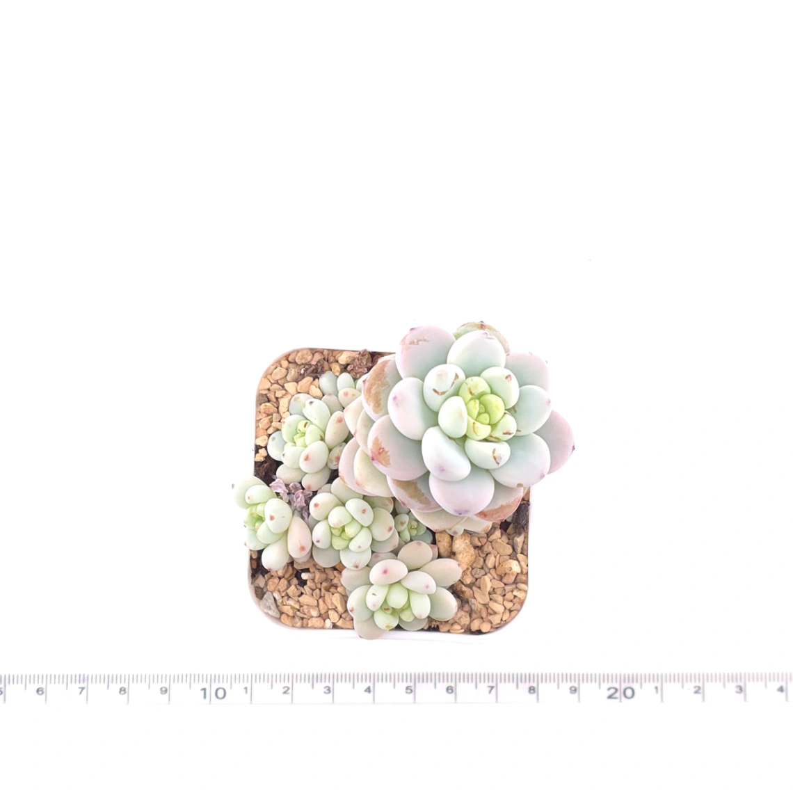 Sedum clavatum clsutering | 勞爾群 thumbnail 4