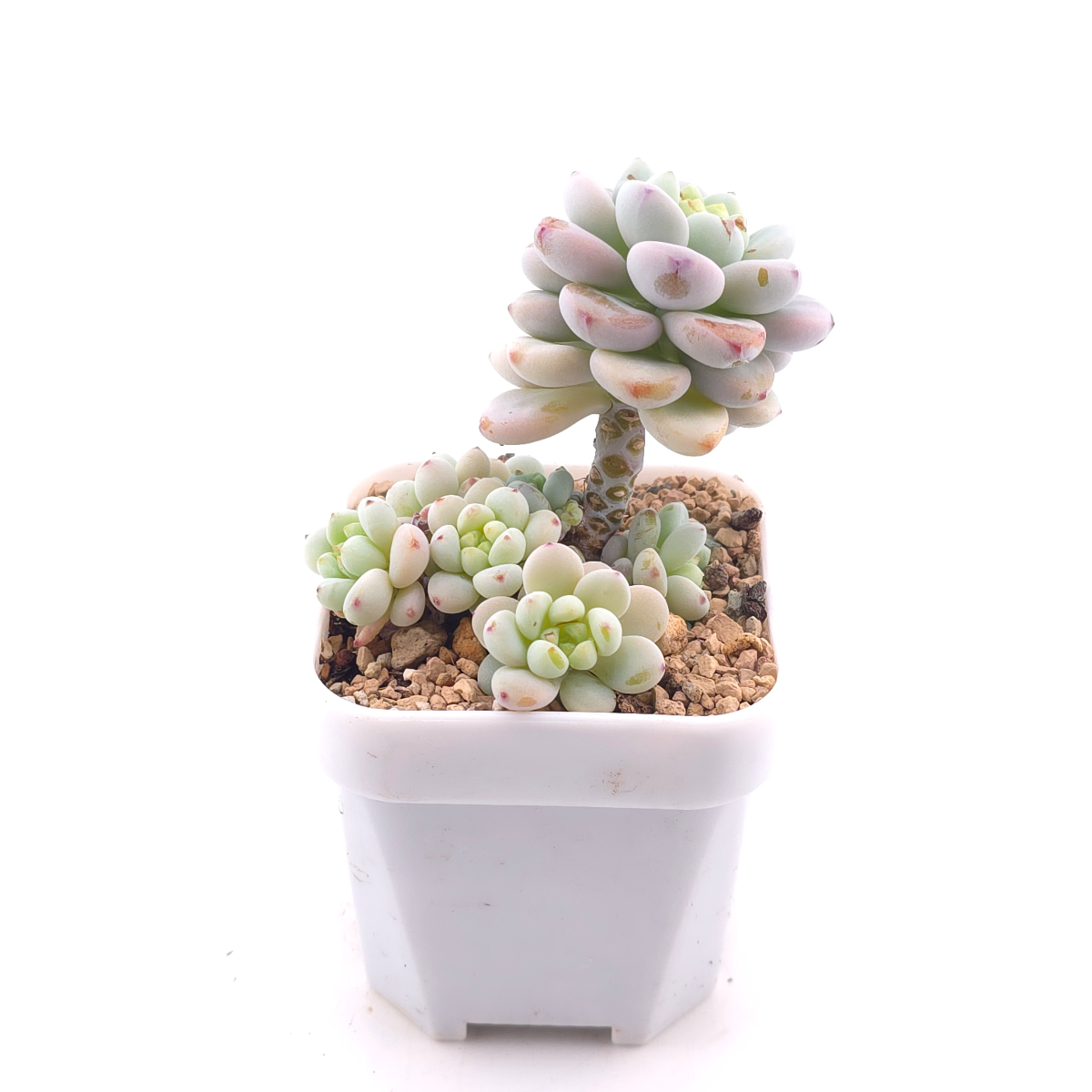 Sedum clavatum clsutering | 勞爾群 thumbnail 3