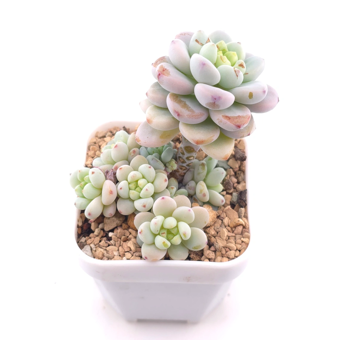 Sedum clavatum clsutering | 勞爾群 thumbnail 2