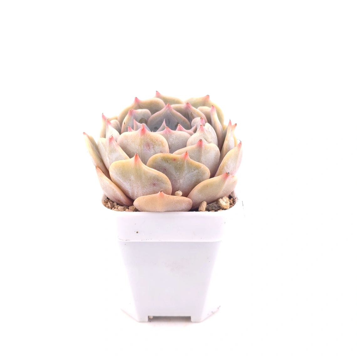 Echeveria 'Blue Whale' | 藍鯨 thumbnail 3
