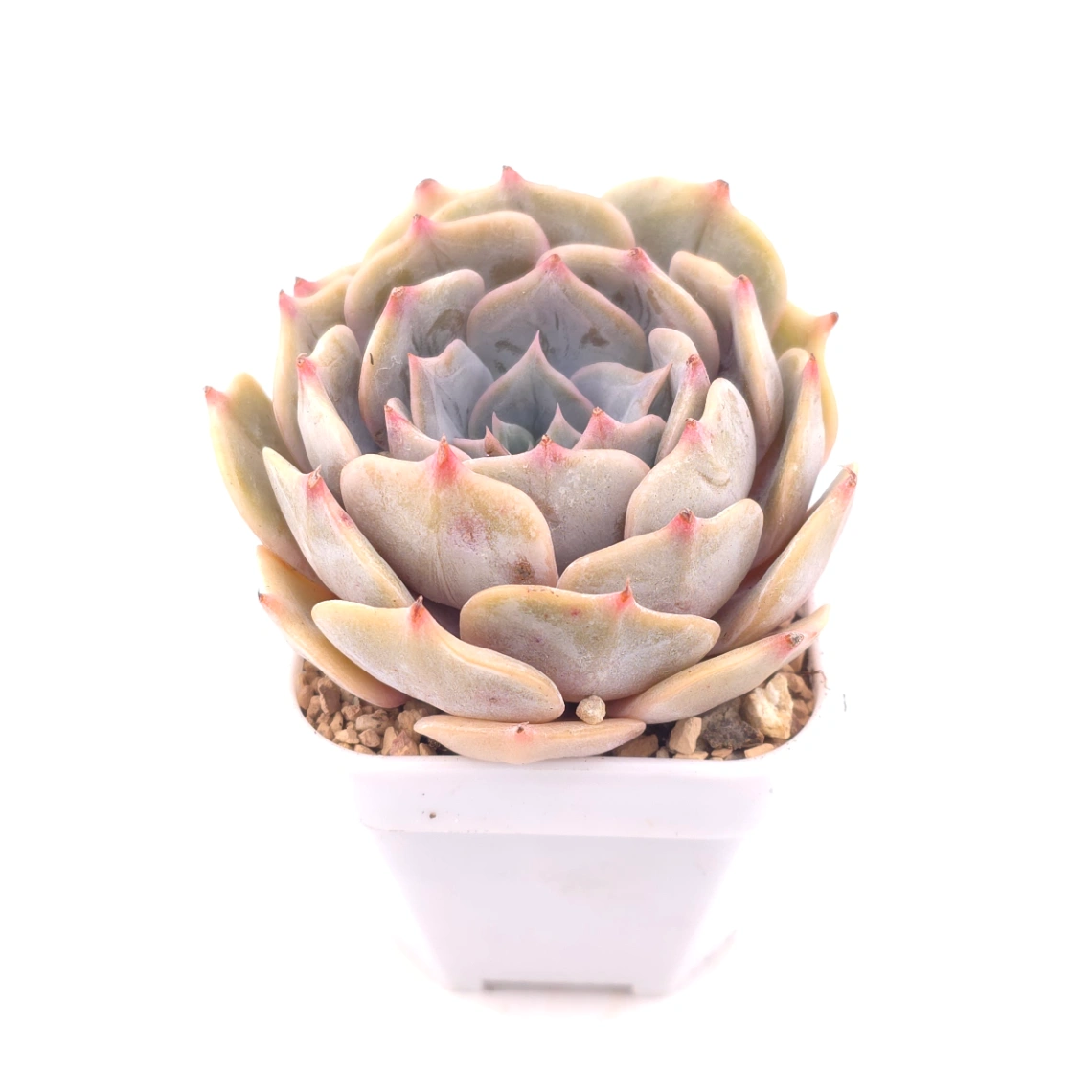 Echeveria 'Blue Whale' | 藍鯨 thumbnail 2