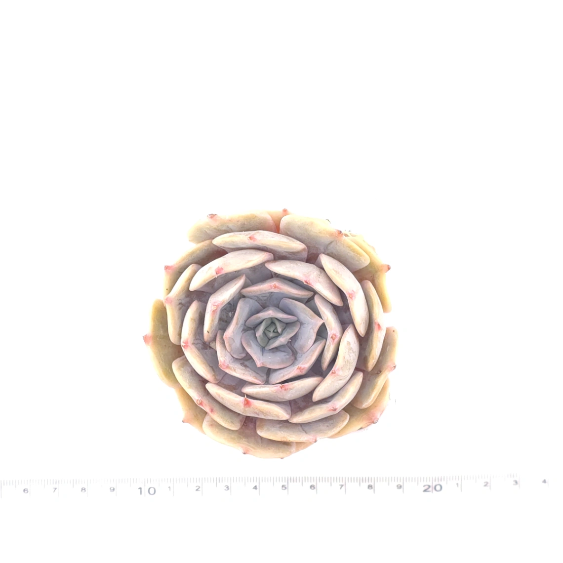 Echeveria 'Blue Whale' | 藍鯨 thumbnail 4