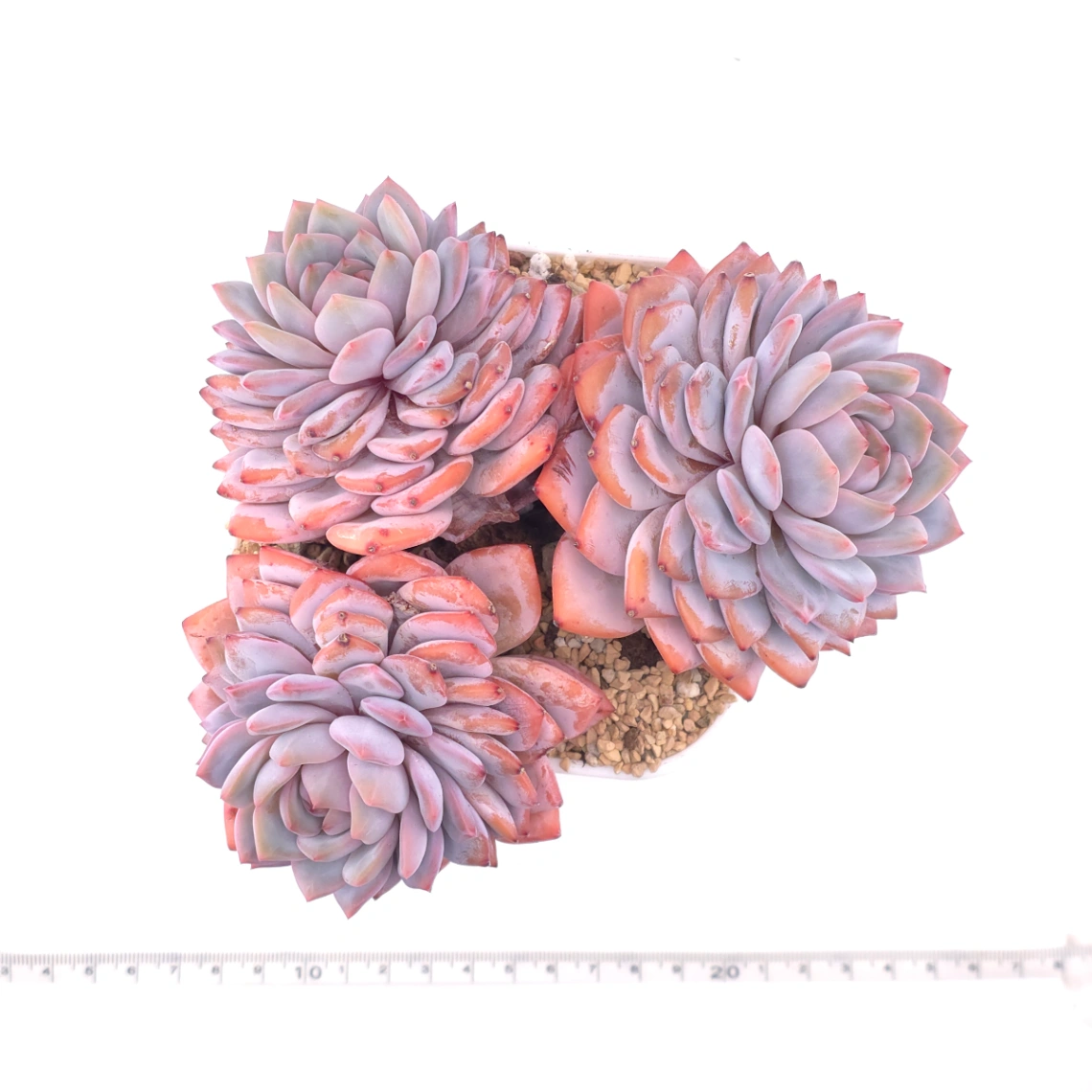 Echeveria ‘Star Orange’ | 星星橙 thumbnail 4