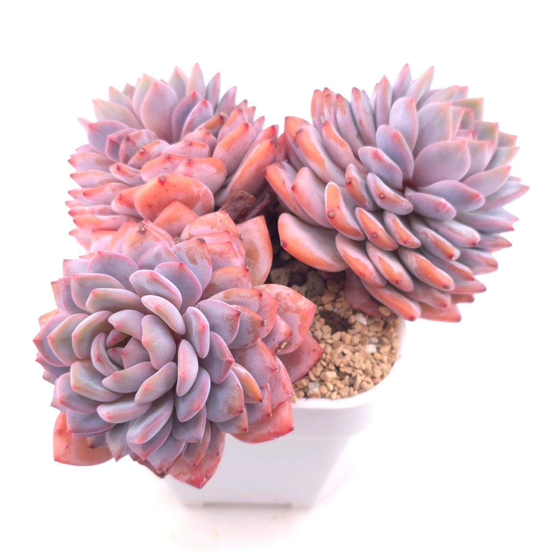 Echeveria ‘Star Orange’ | 星星橙 thumbnail 2