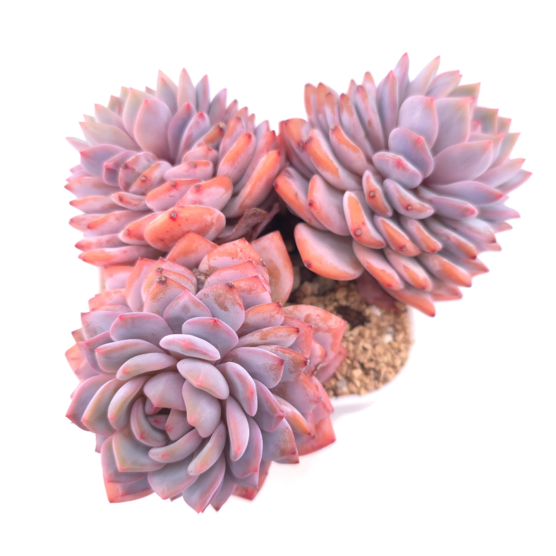 Echeveria ‘Star Orange’ | 星星橙 - View 1