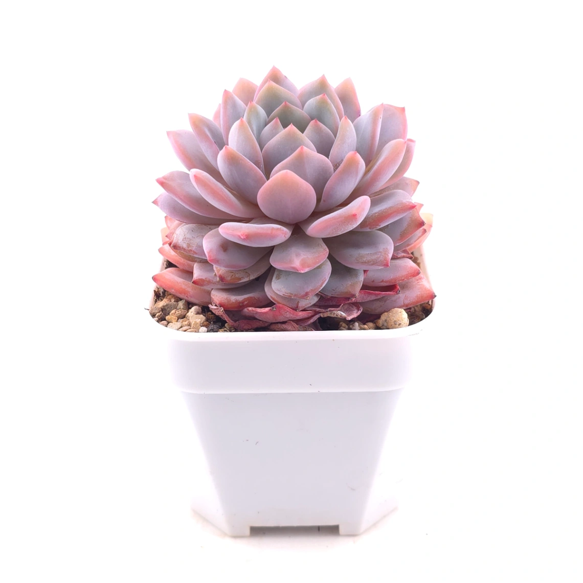 Echeveria ‘Star Orange’ | 星星橙 thumbnail 3
