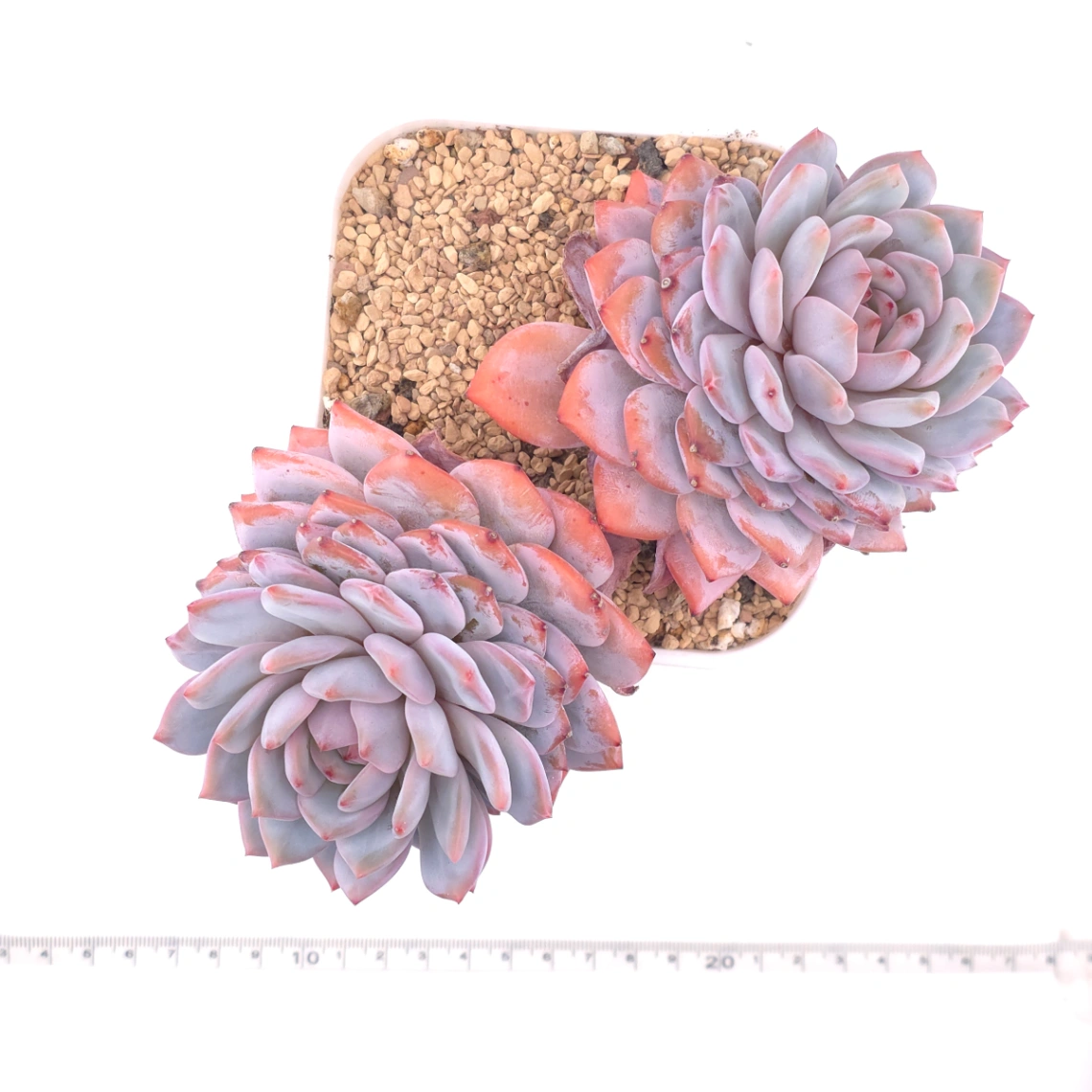 Echeveria ‘Star Orange’ | 星星橙 thumbnail 4
