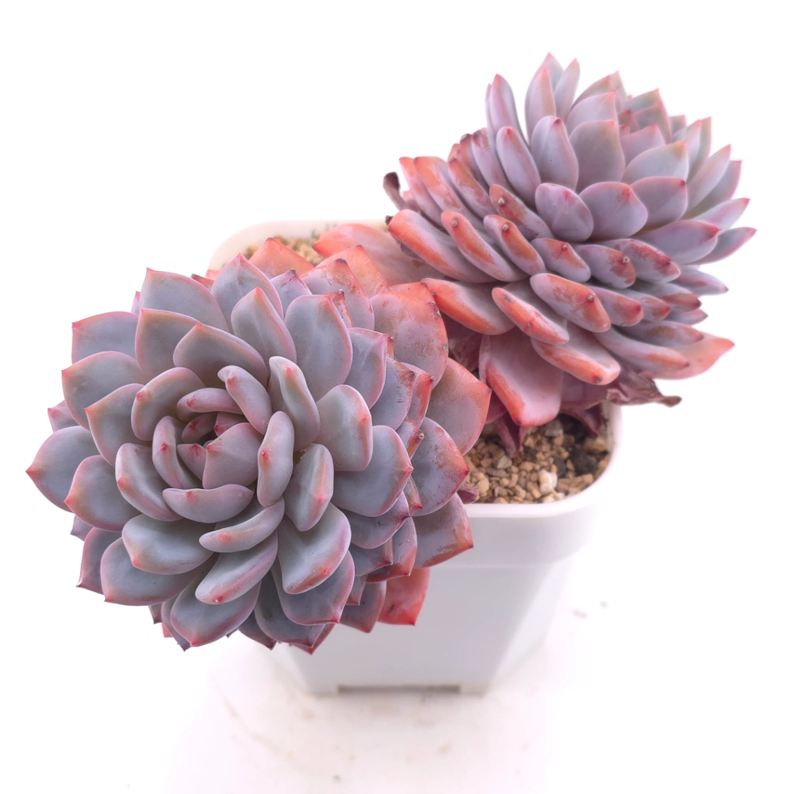 Echeveria ‘Star Orange’ | 星星橙 thumbnail 2