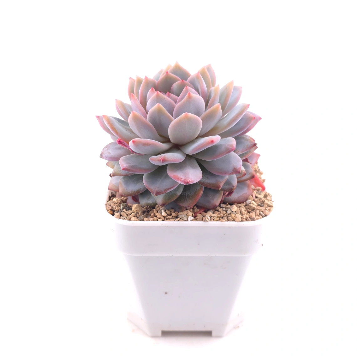 Echeveria ‘Star Orange’ | 星星橙 thumbnail 2