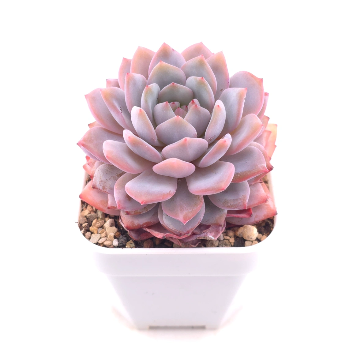 Echeveria ‘Star Orange’ | 星星橙 thumbnail 2
