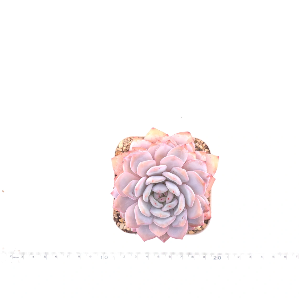 Echeveria ‘Star Orange’ | 星星橙 thumbnail 4