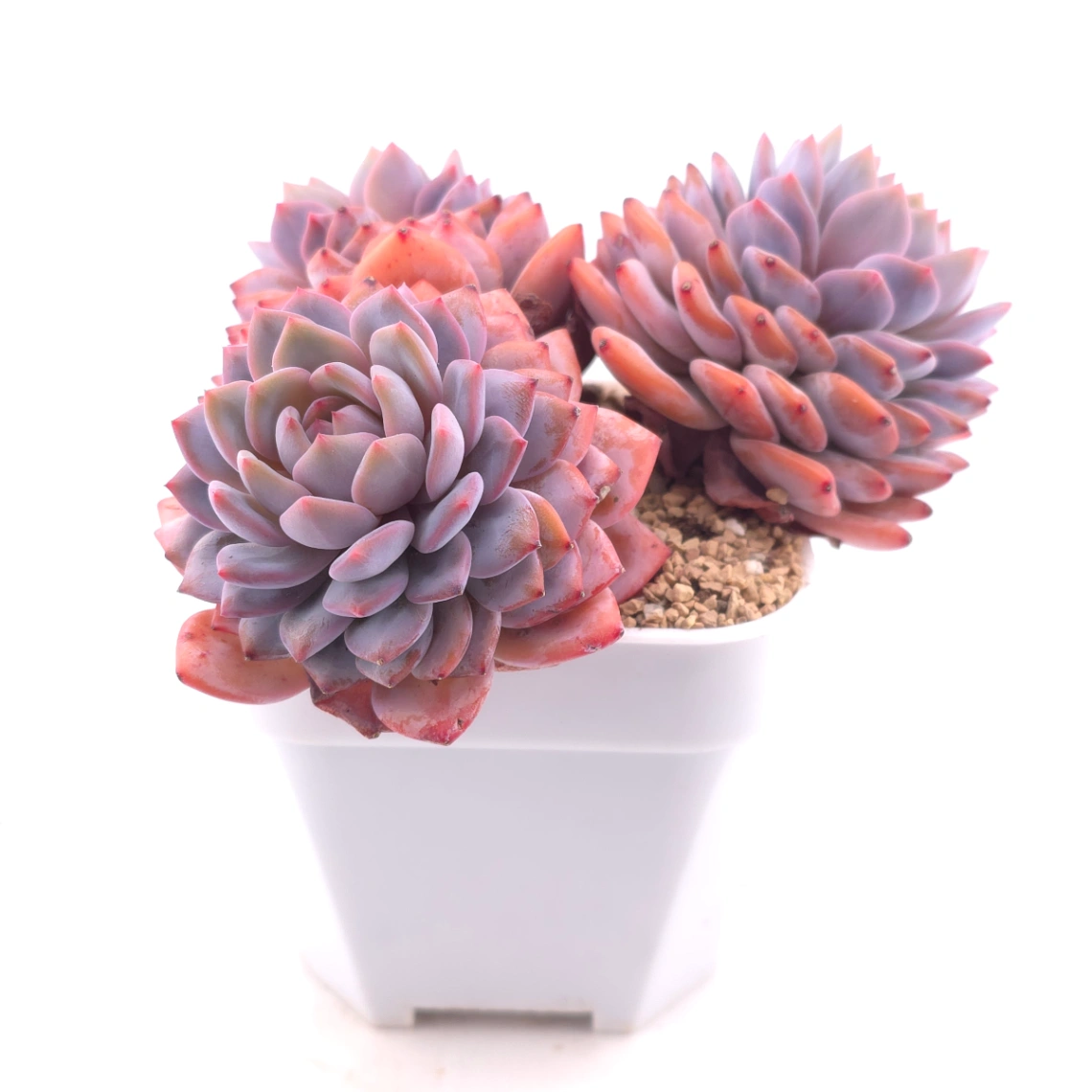 Echeveria ‘Star Orange’ | 星星橙 thumbnail 3