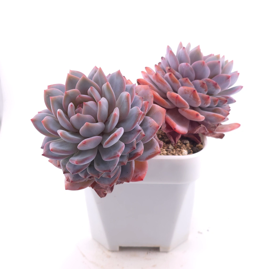 Echeveria ‘Star Orange’ | 星星橙 thumbnail 3