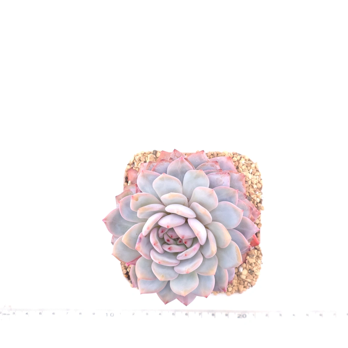 Echeveria ‘Star Orange’ | 星星橙 thumbnail 3