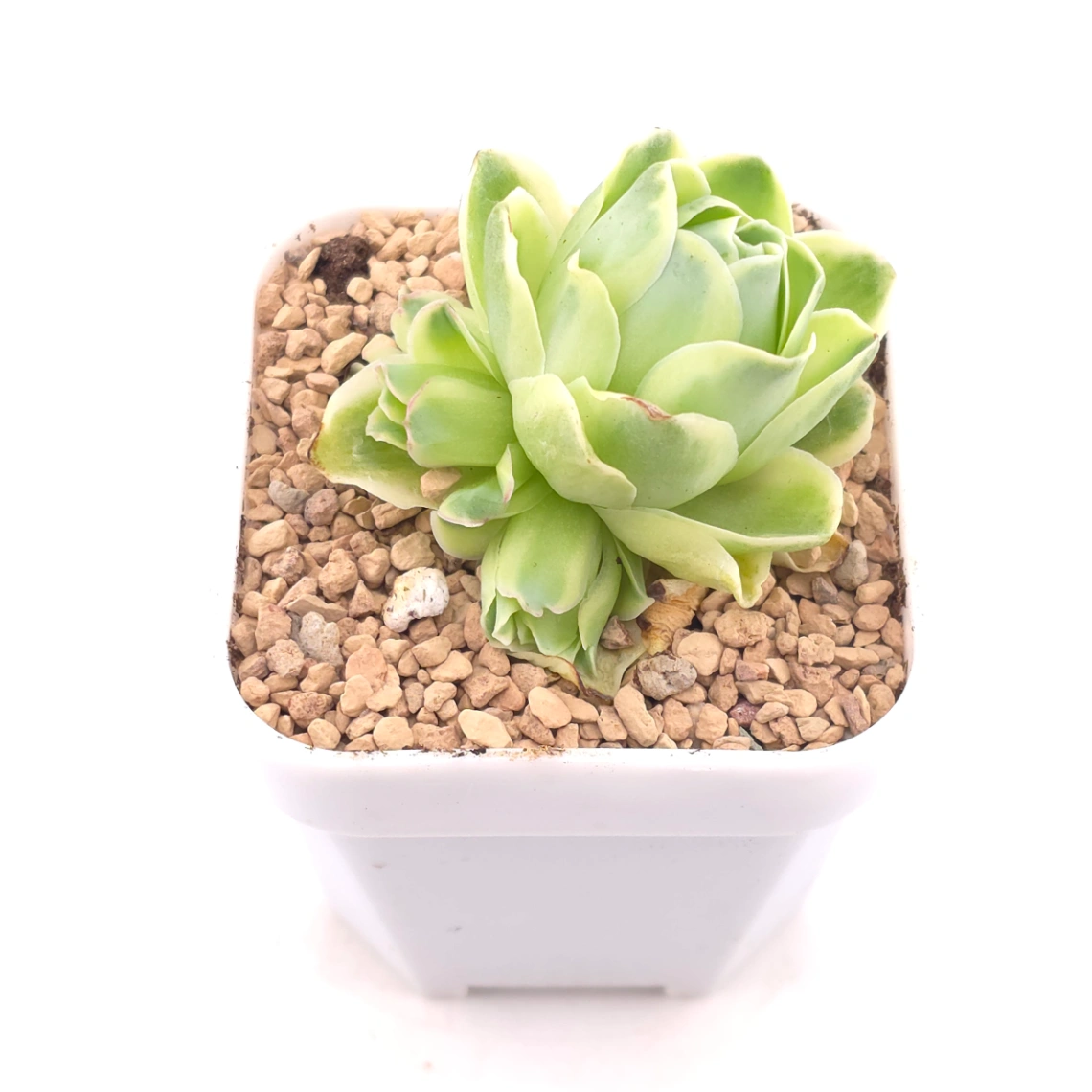 Aeonium greenovia 'Spring Dawn' | 春曉玫瑰 thumbnail 2