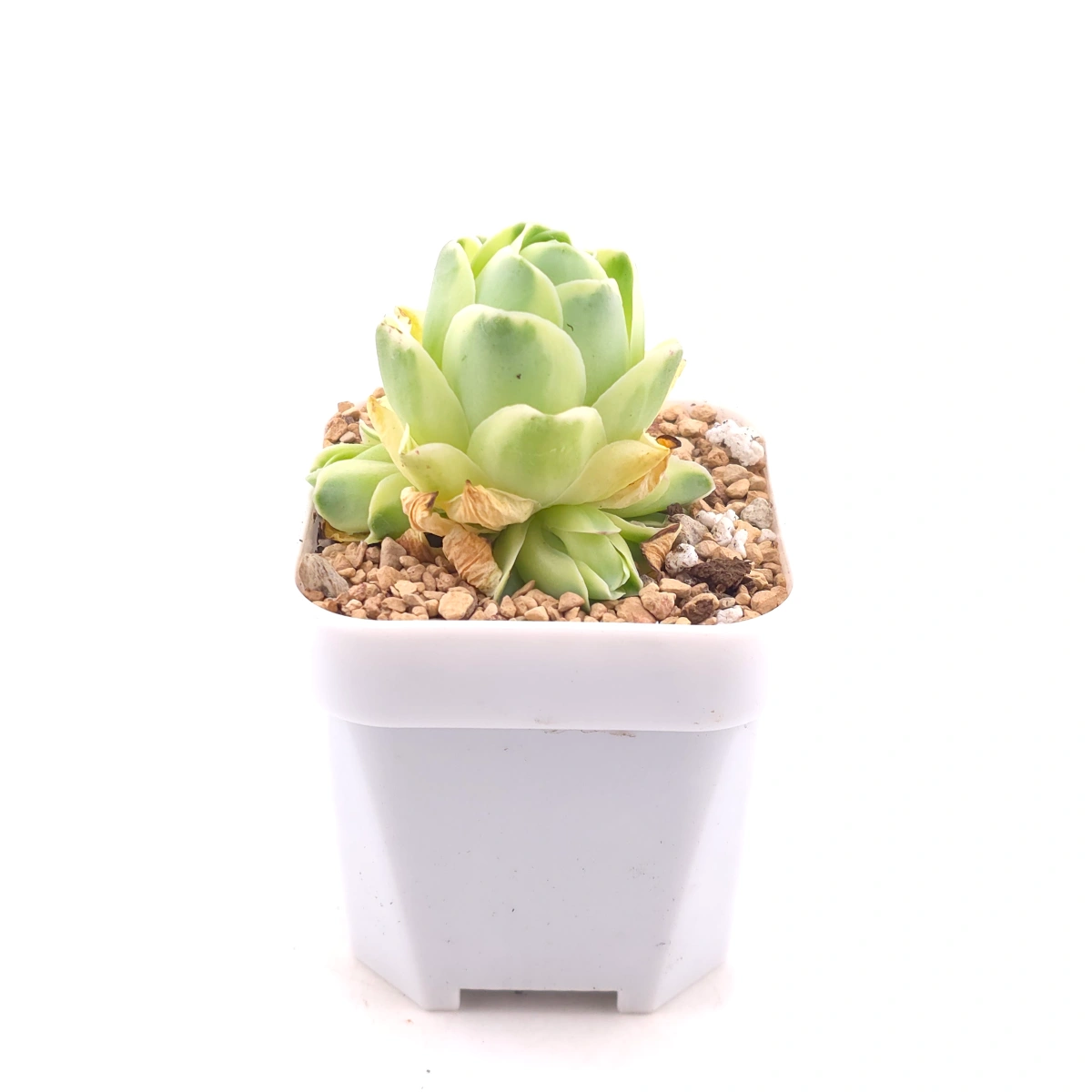 Aeonium greenovia 'Spring Dawn' | 春曉玫瑰 thumbnail 3