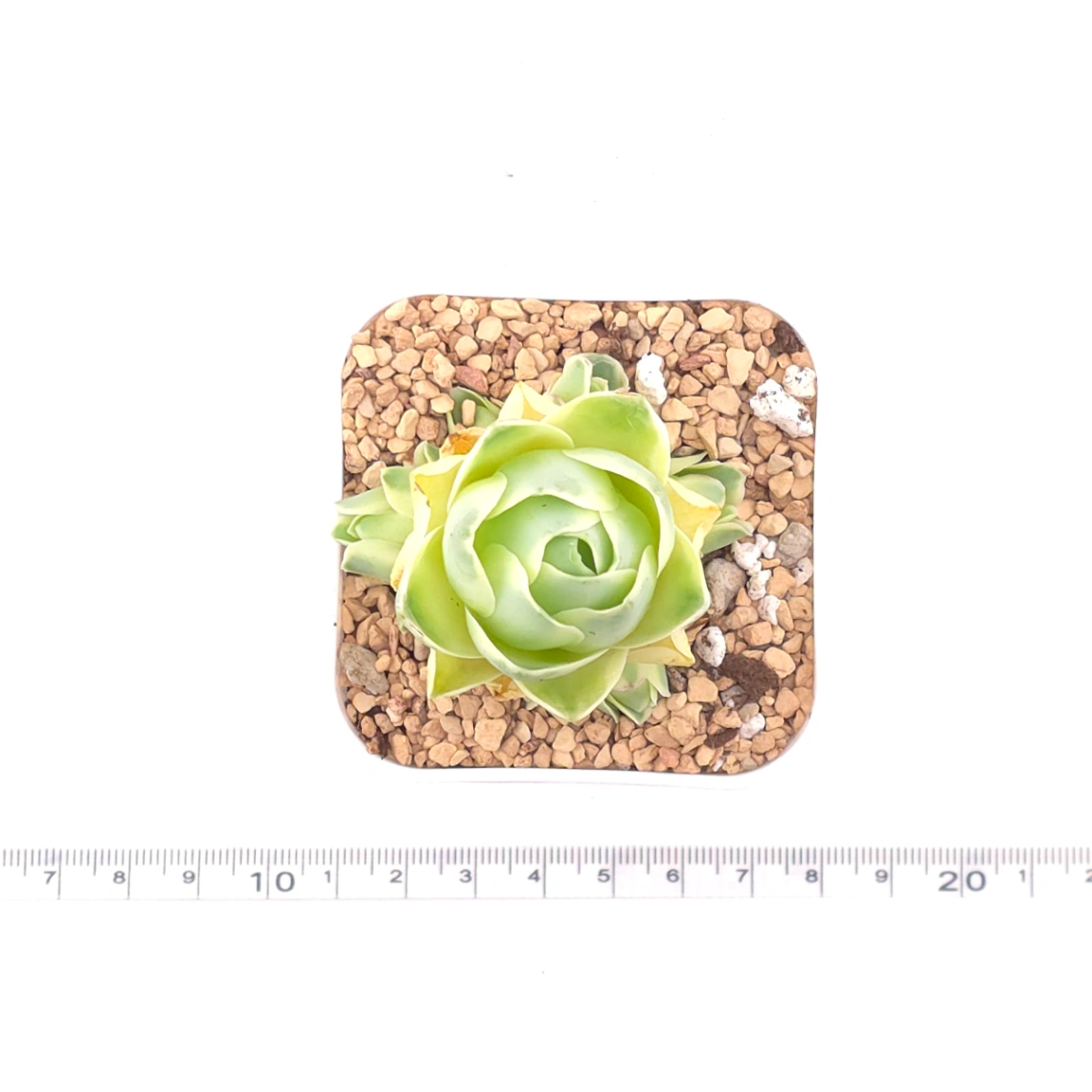 Aeonium greenovia 'Spring Dawn' | 春曉玫瑰 thumbnail 4