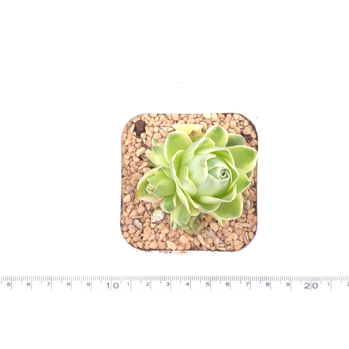 Aeonium greenovia 'Spring Dawn' | 春曉玫瑰 thumbnail 4