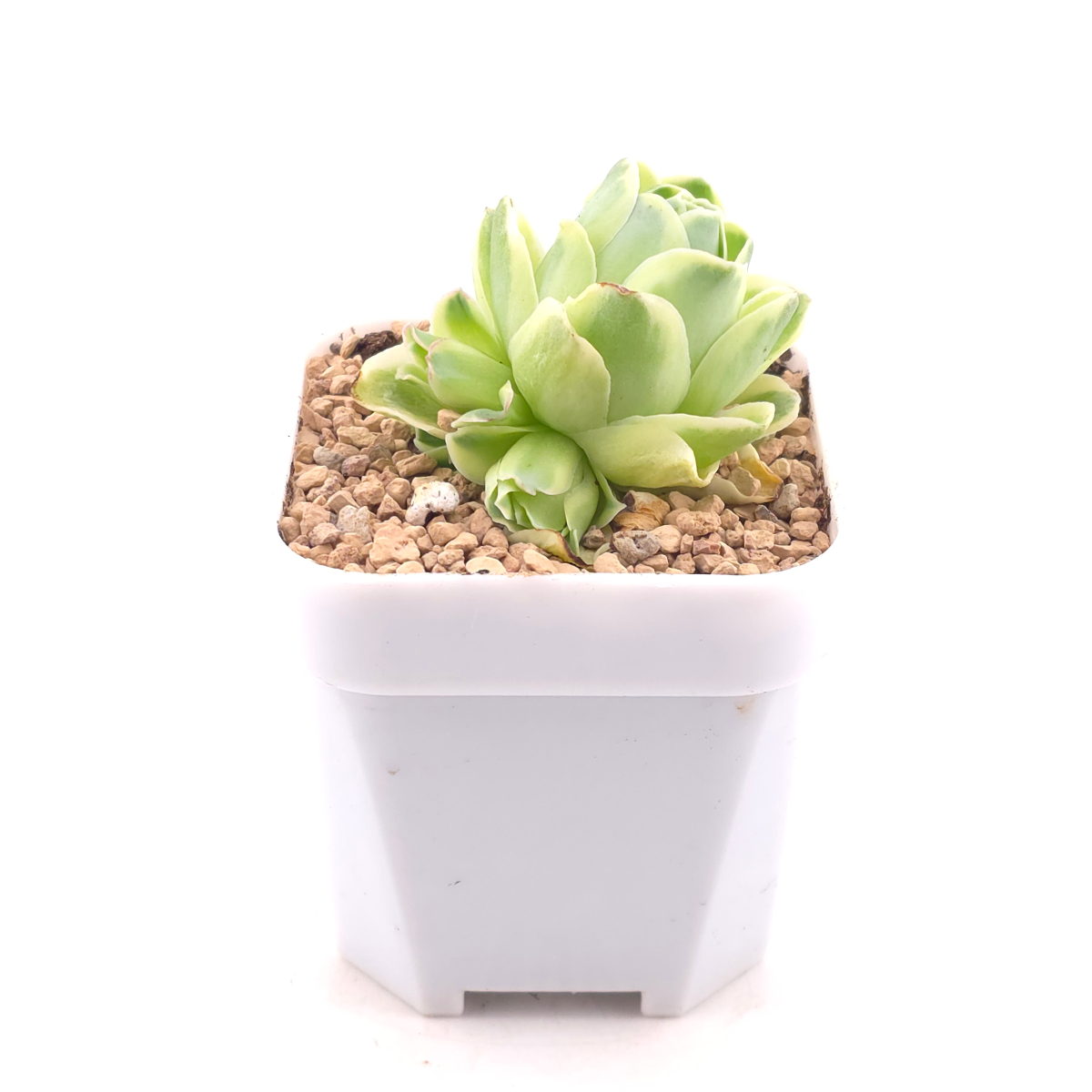 Aeonium greenovia 'Spring Dawn' | 春曉玫瑰 thumbnail 3