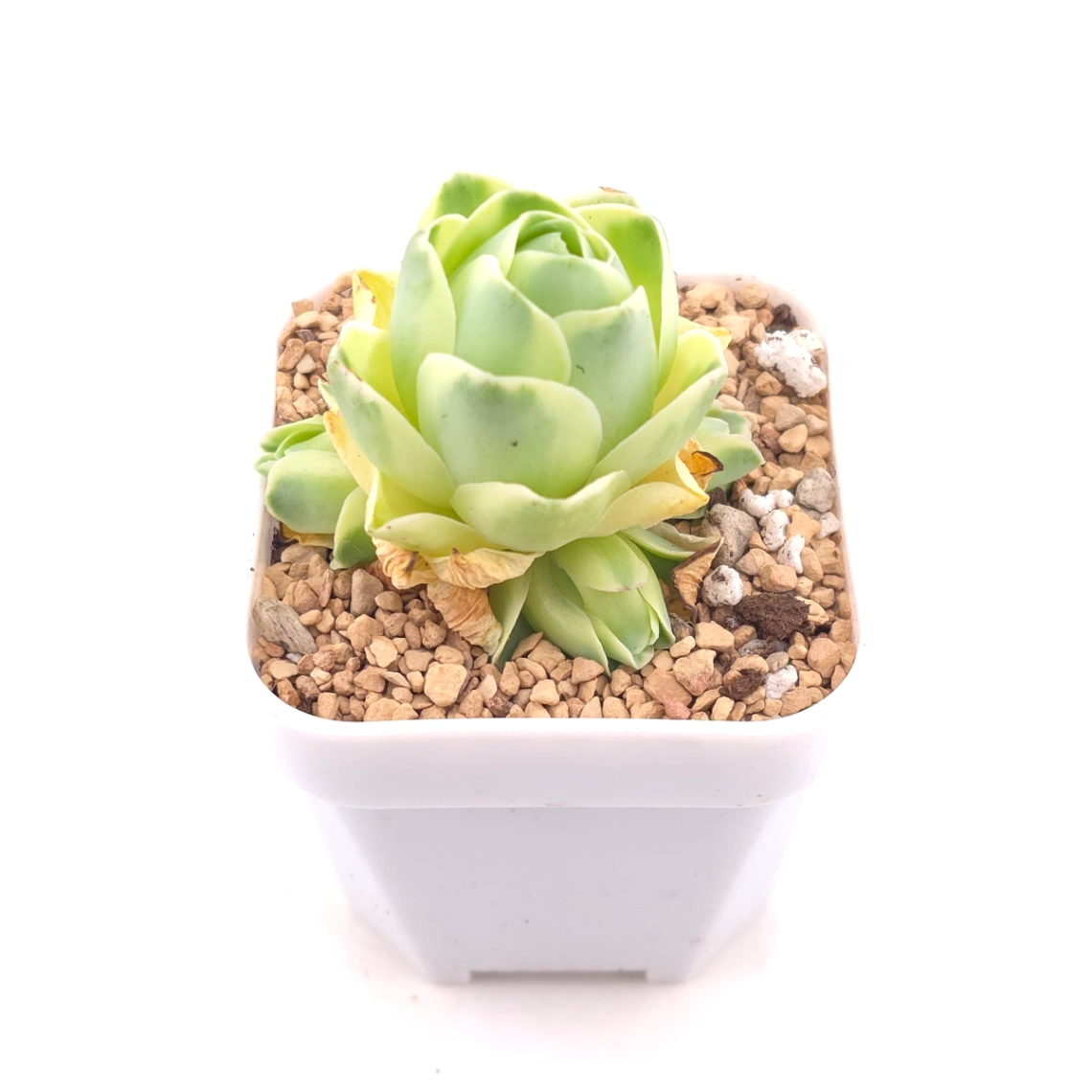 Aeonium greenovia 'Spring Dawn' | 春曉玫瑰 thumbnail 2