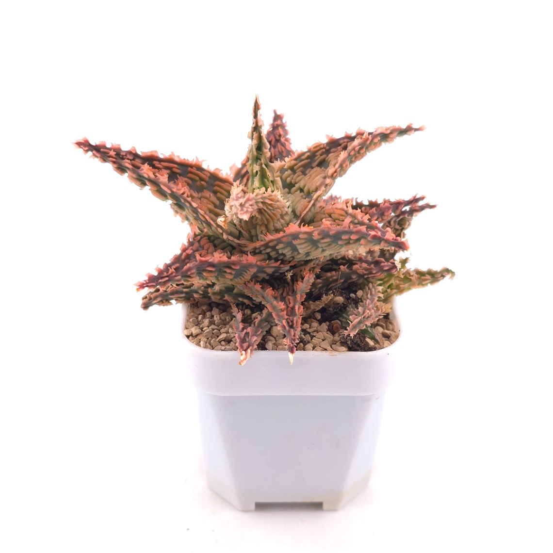 Aloe 'Carol Ridge' | 珊瑚蘆薈 thumbnail 3