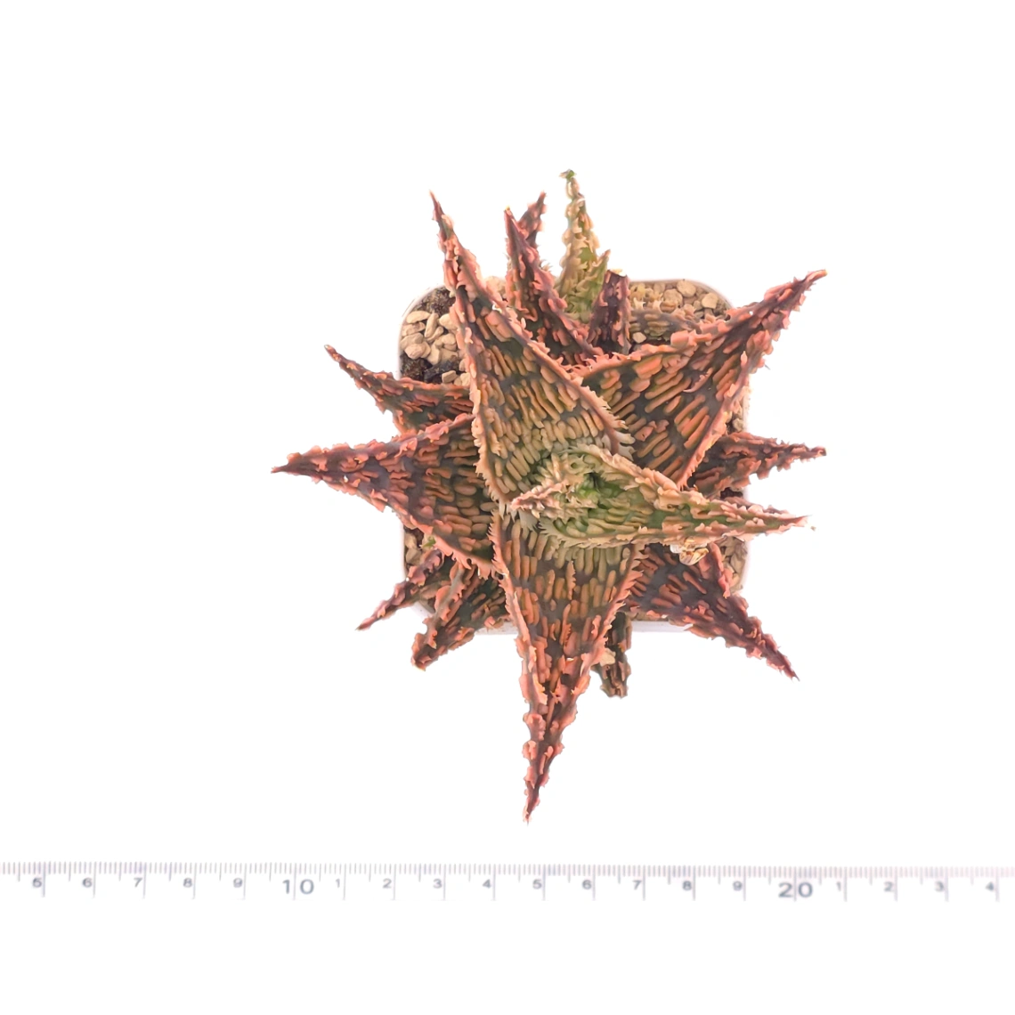 Aloe 'Carol Ridge' | 珊瑚蘆薈 thumbnail 4