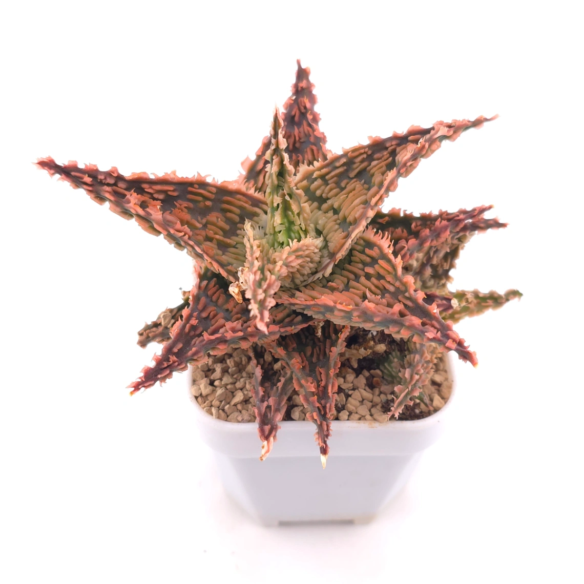 Aloe 'Carol Ridge' | 珊瑚蘆薈 thumbnail 2