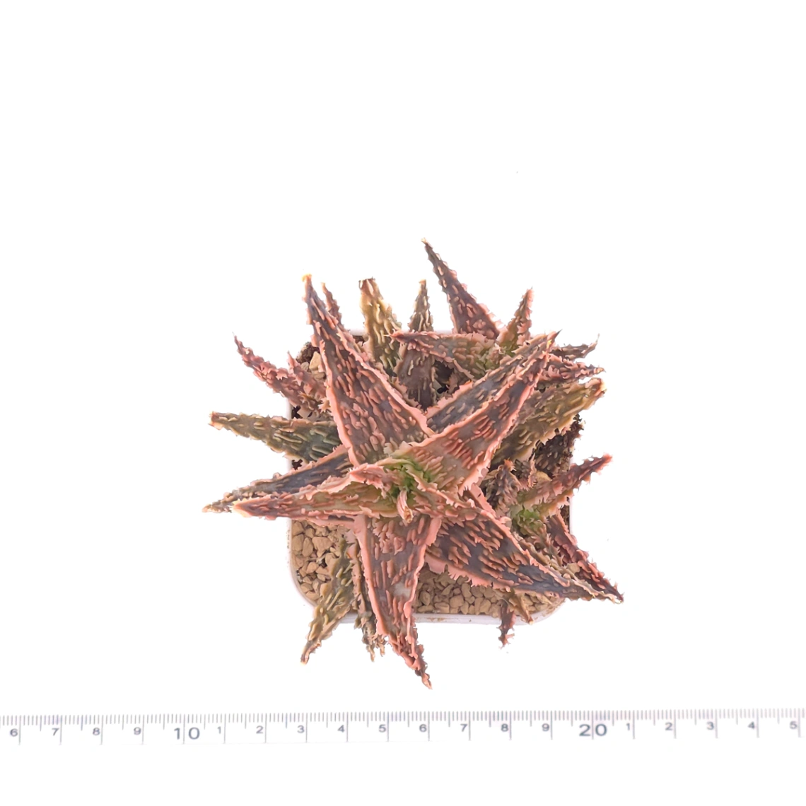 Aloe ‘Castilloniae' | 茜草蘆薈 thumbnail 4