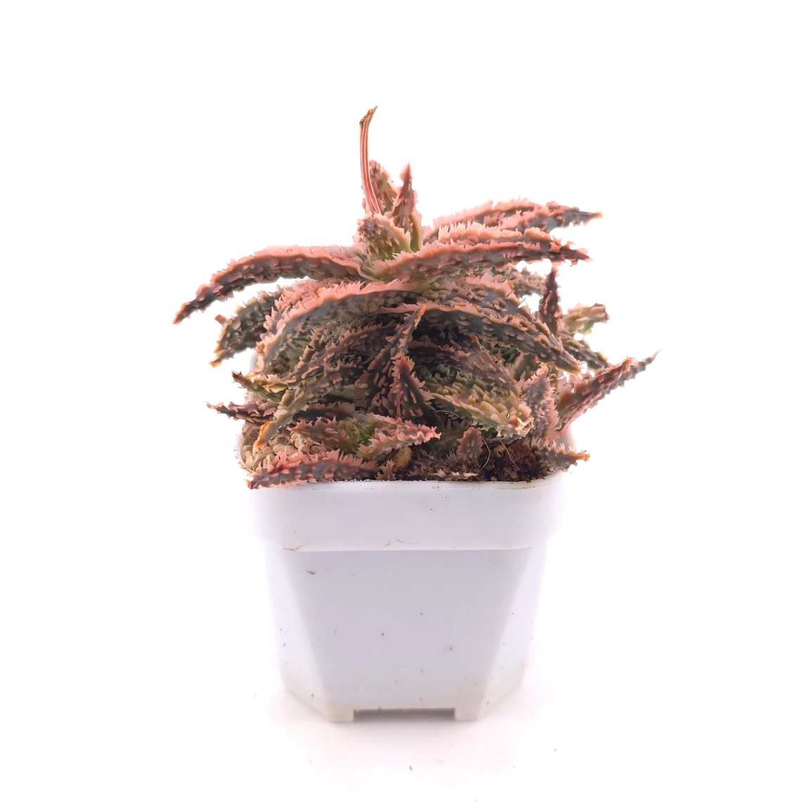 Aloe ‘Castilloniae' | 茜草蘆薈 thumbnail 3
