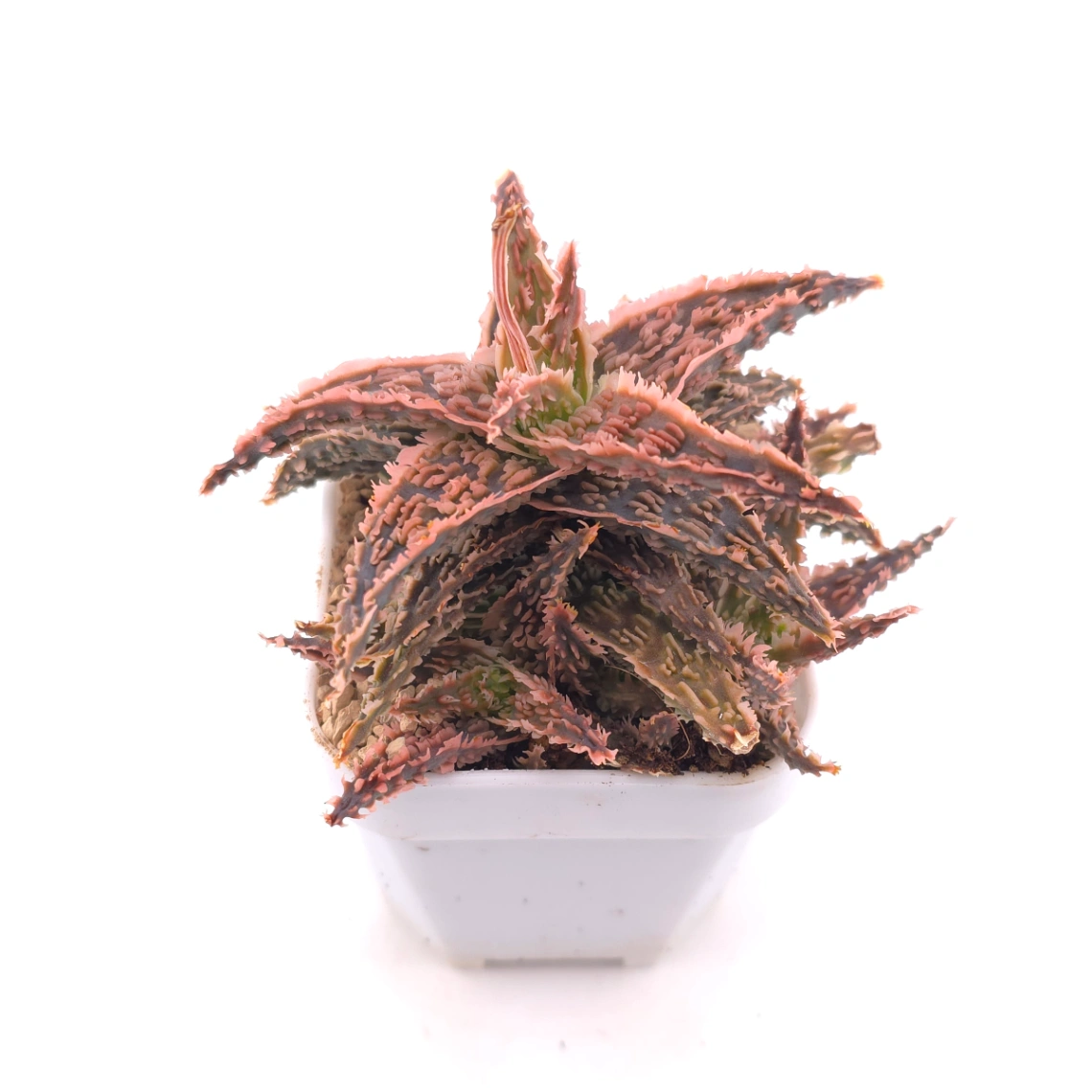 Aloe ‘Castilloniae' | 茜草蘆薈 thumbnail 2