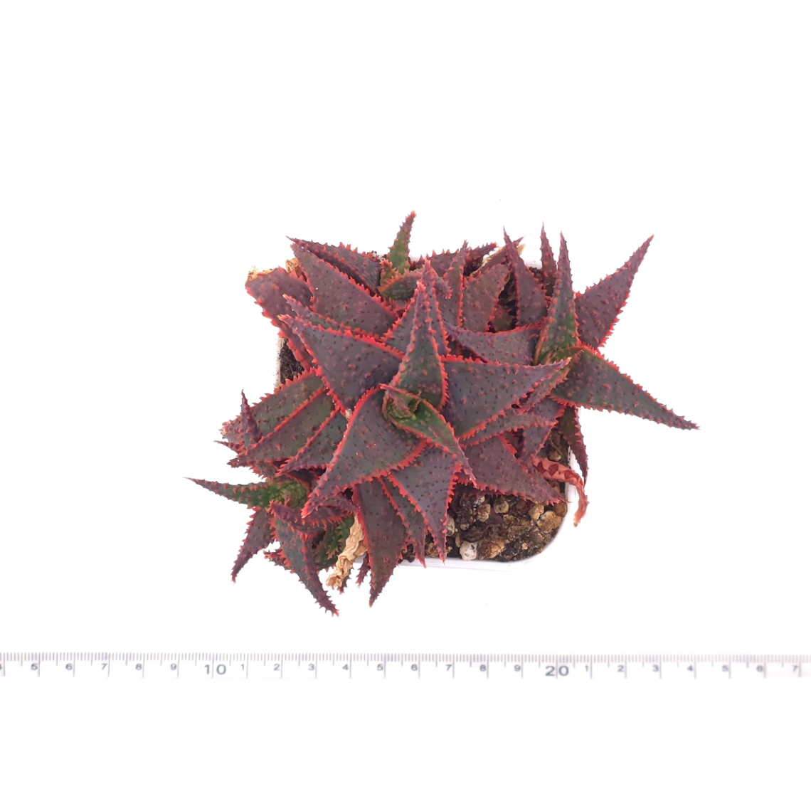 Aloe ‘Christmas Carol’ | 聖誕蘆薈 thumbnail 4
