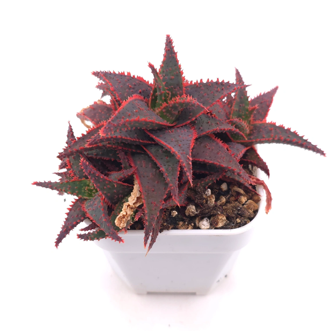 Aloe ‘Christmas Carol’ | 聖誕蘆薈 thumbnail 2
