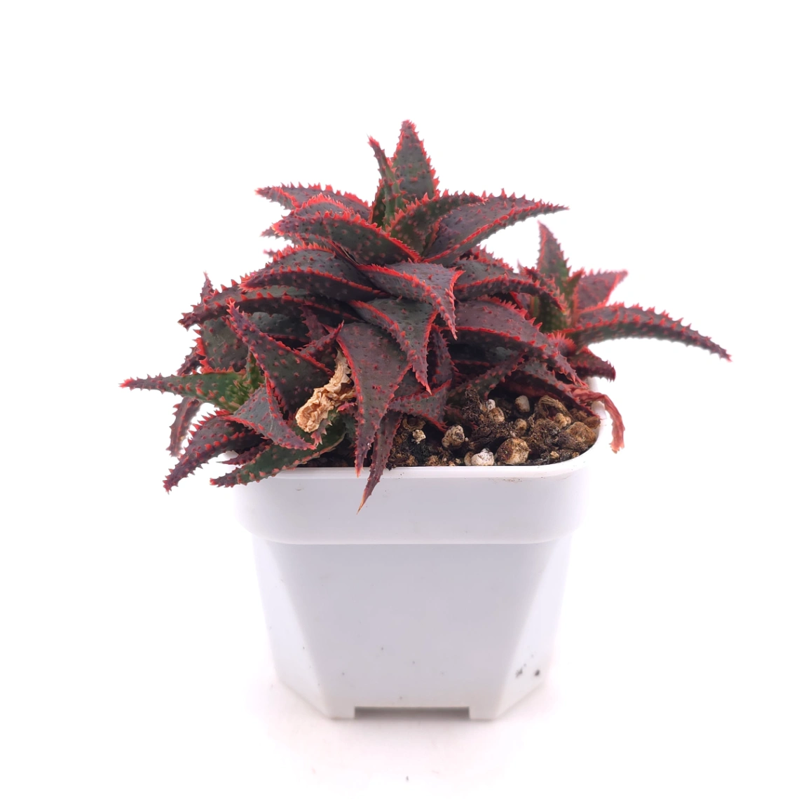 Aloe ‘Christmas Carol’ | 聖誕蘆薈 thumbnail 3