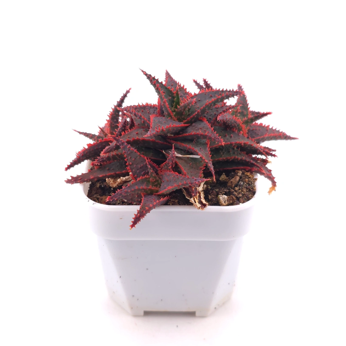 Aloe ‘Christmas Carol’ | 聖誕蘆薈 thumbnail 3