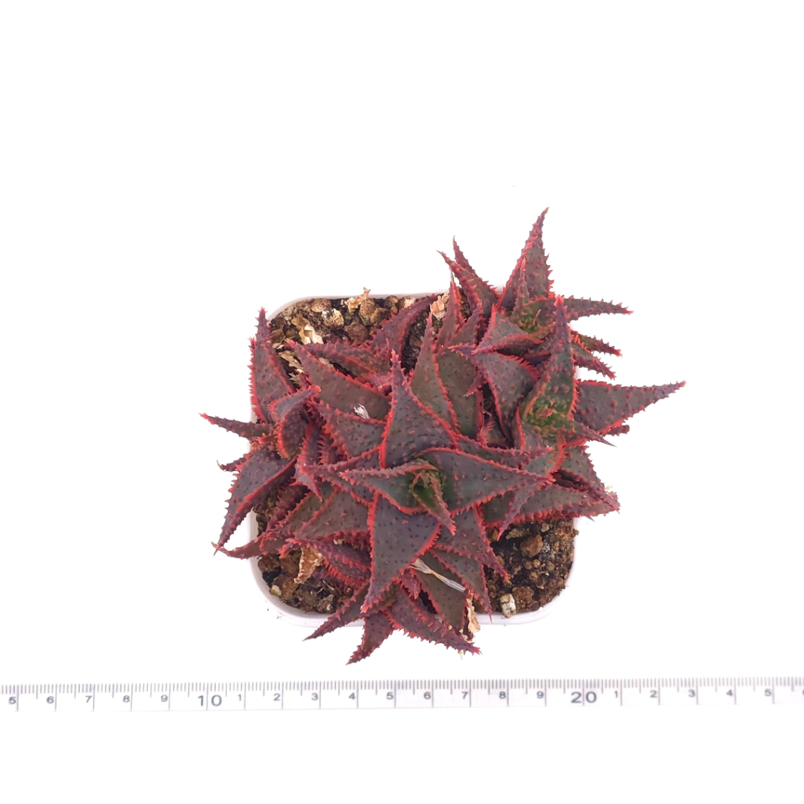 Aloe ‘Christmas Carol’ | 聖誕蘆薈 thumbnail 4
