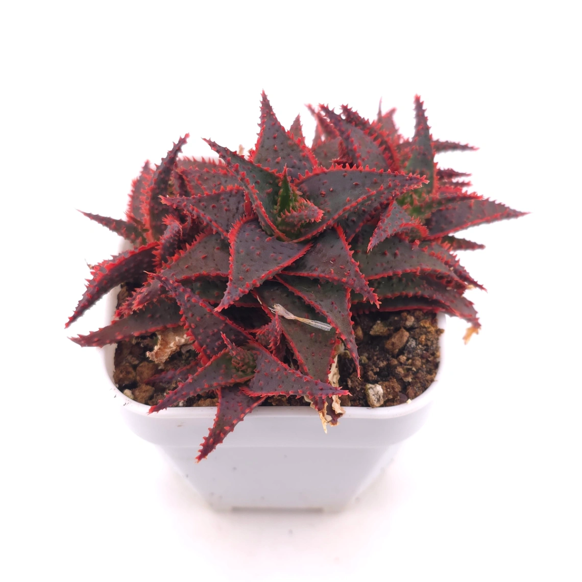 Aloe ‘Christmas Carol’ | 聖誕蘆薈 thumbnail 2