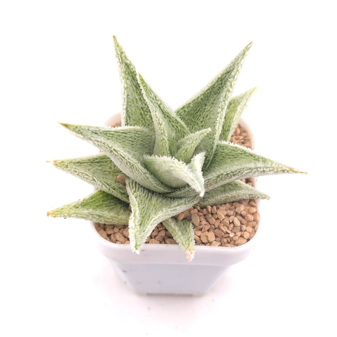 Aloe ‘White Blizzard’ | 白雪蘆薈 thumbnail 2