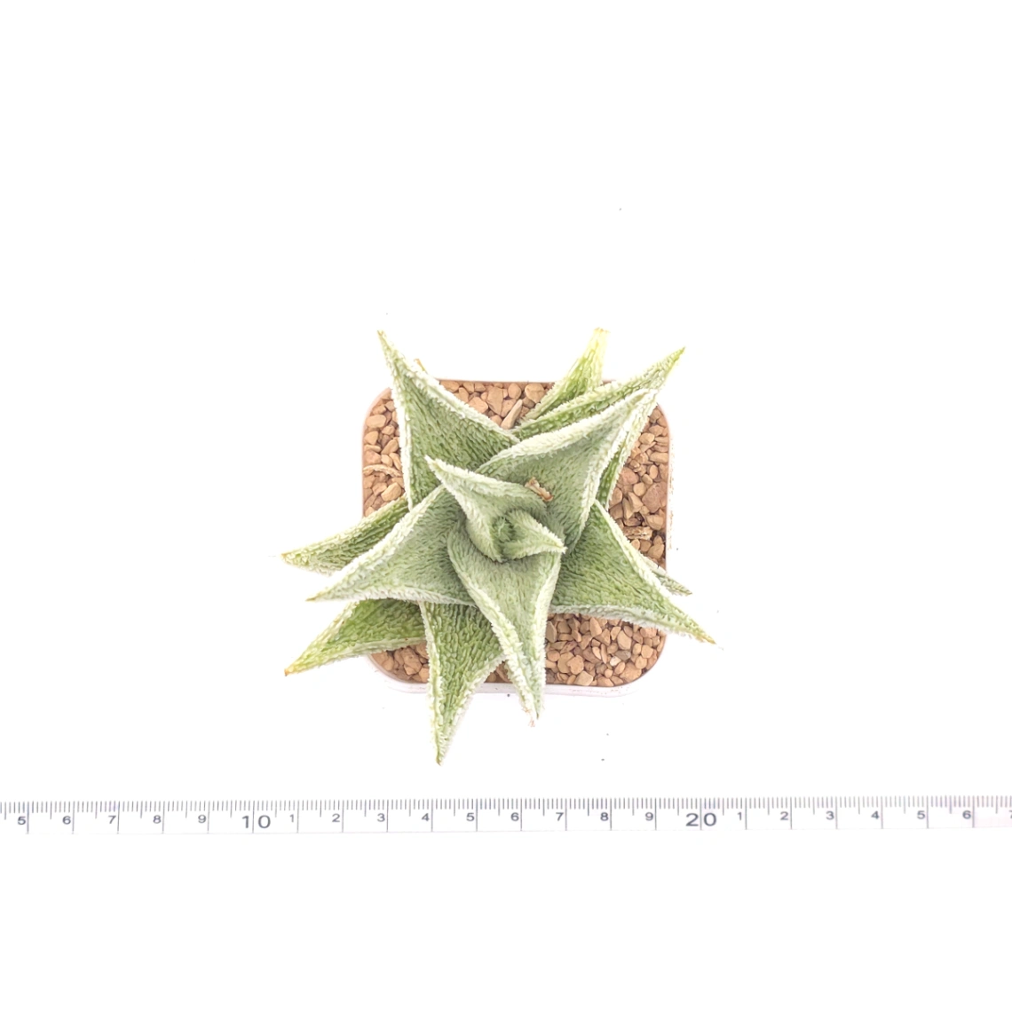 Aloe ‘White Blizzard’ | 白雪蘆薈 thumbnail 4