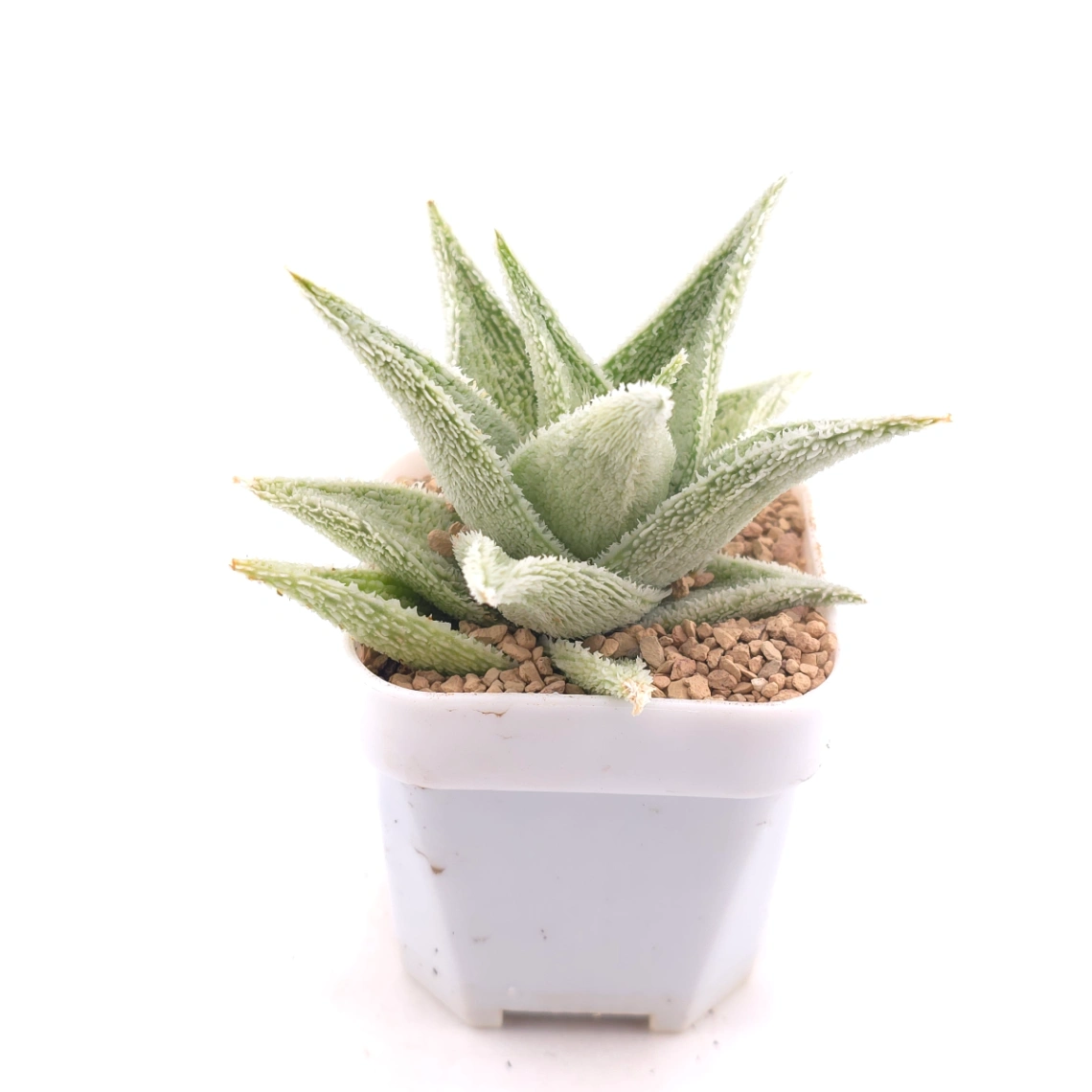 Aloe ‘White Blizzard’ | 白雪蘆薈 thumbnail 3