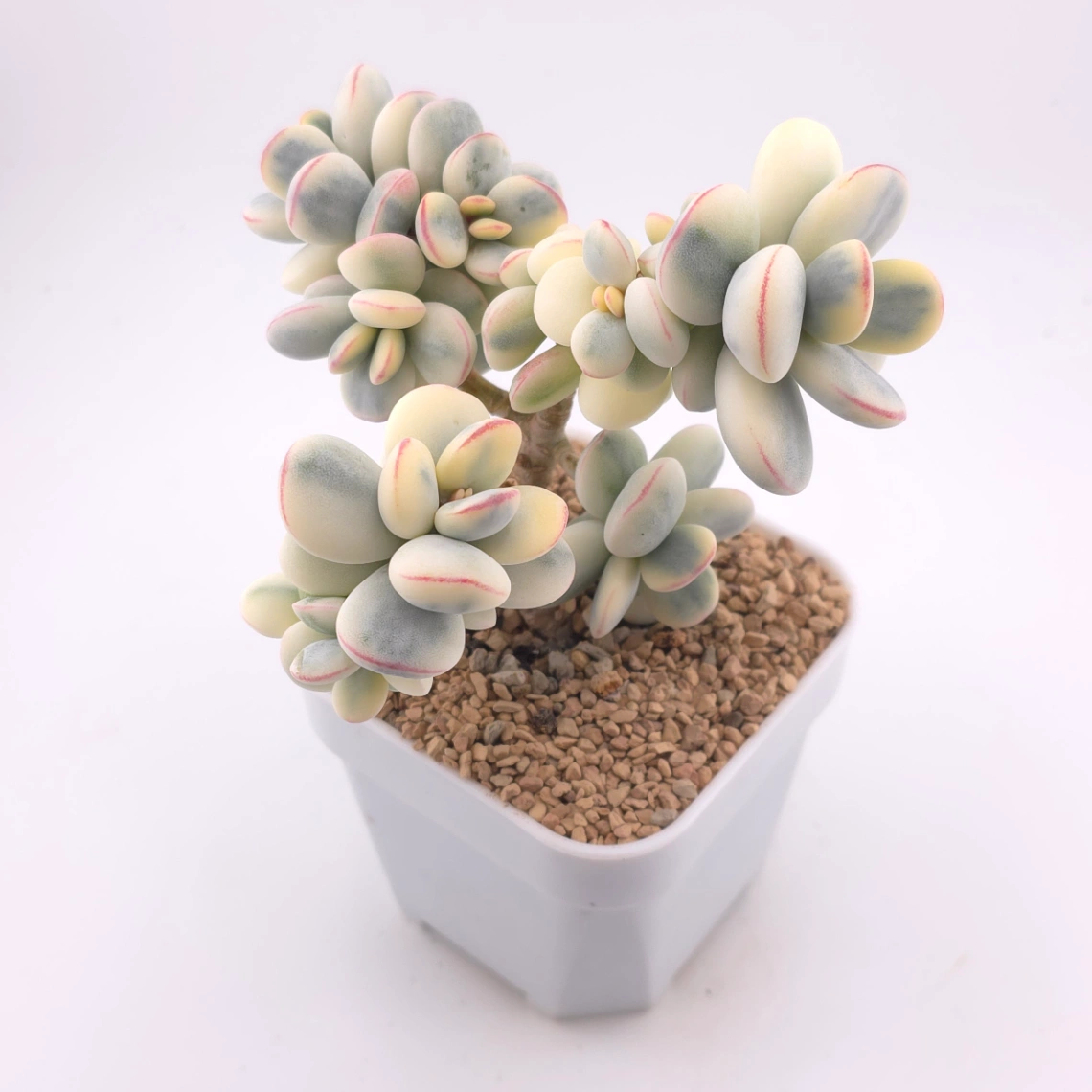 Cotyledon orbiculata cv. variegated (rounded leaf ver.) | 乒乓福娘錦 thumbnail 2