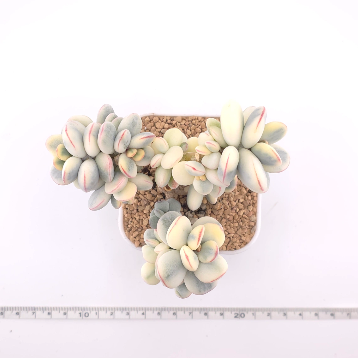 Cotyledon orbiculata cv. variegated (rounded leaf ver.) | 乒乓福娘錦 thumbnail 4