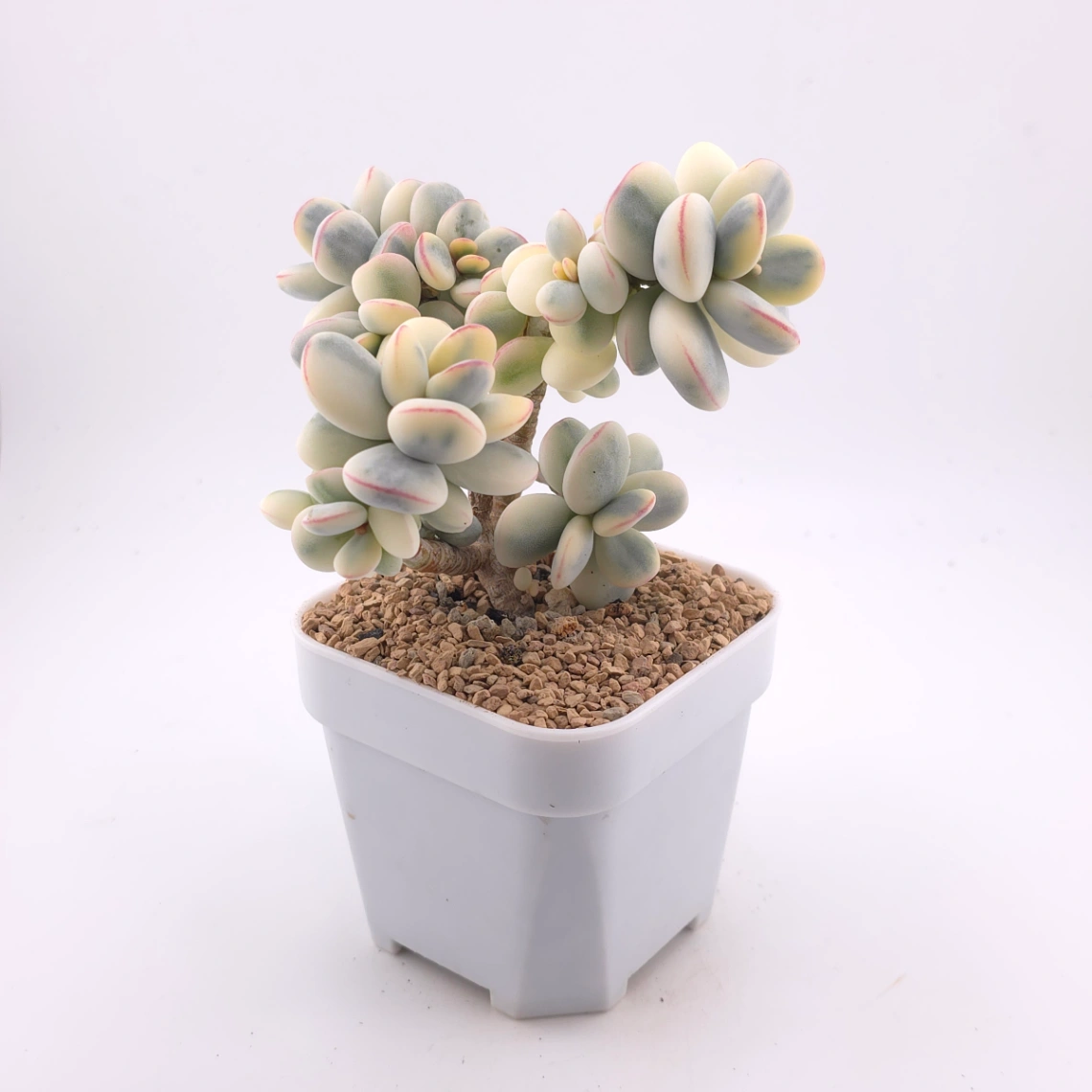 Cotyledon orbiculata cv. variegated (rounded leaf ver.) | 乒乓福娘錦 thumbnail 3